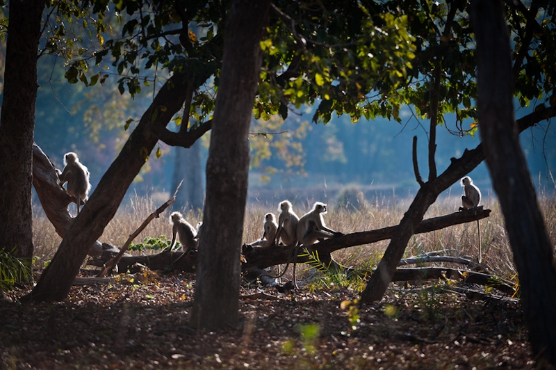 851 - MONKEYS - KARJALAINEN TAPIO - finland.jpg